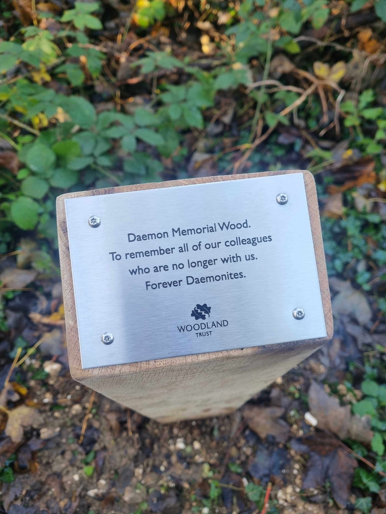 Deamon Memorial Wood